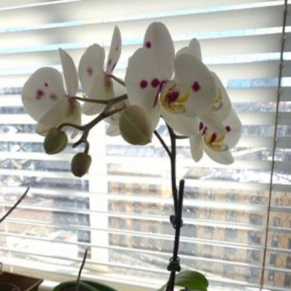 Meet your Posher, Suzbeth